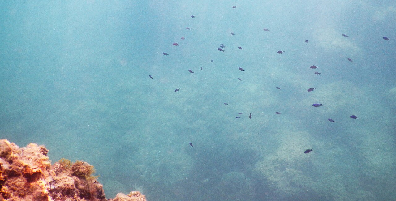 Chromis chromis