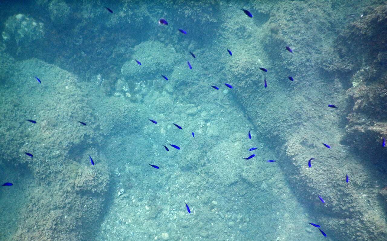 Chromis chromis