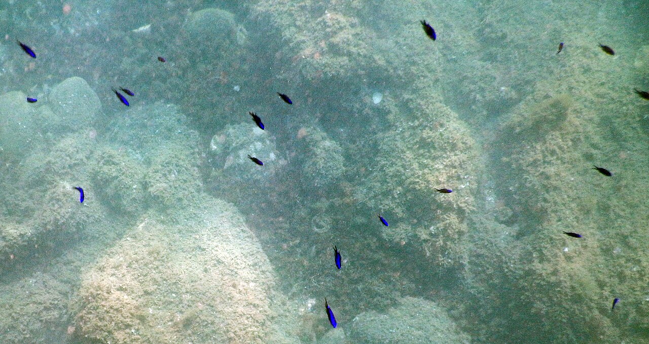 Chromis chromis