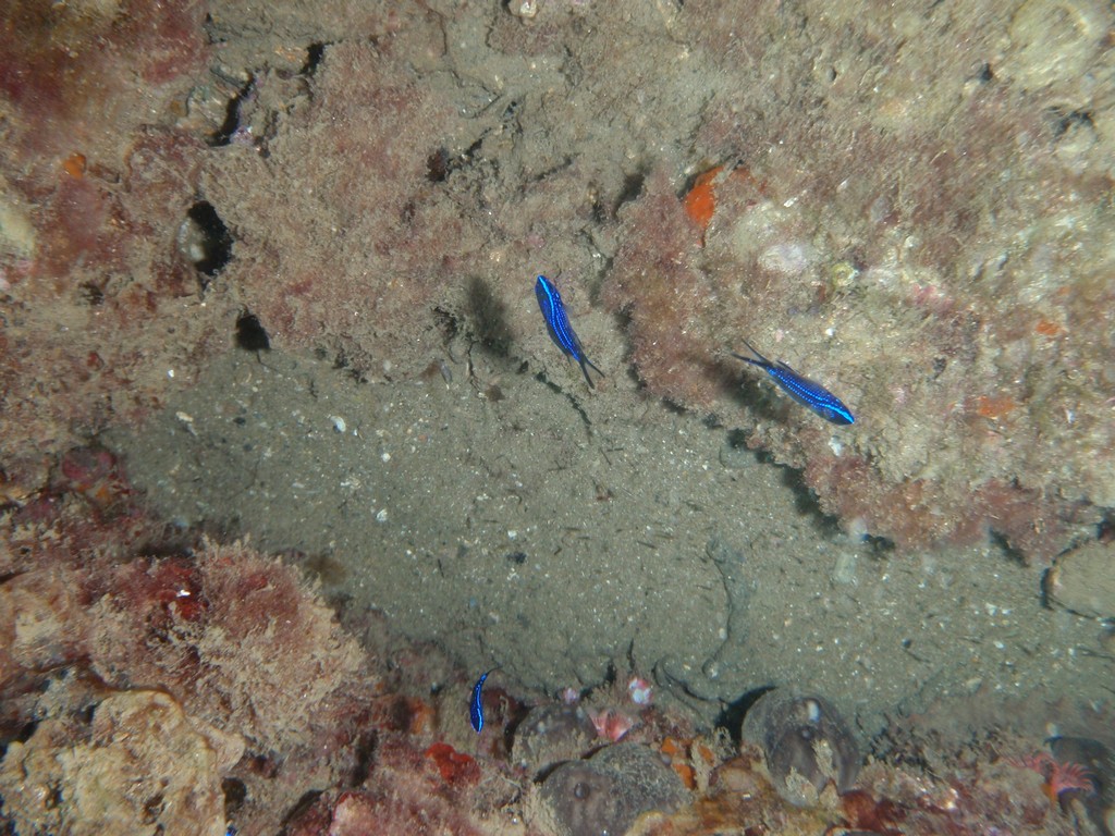 Chromis chromis