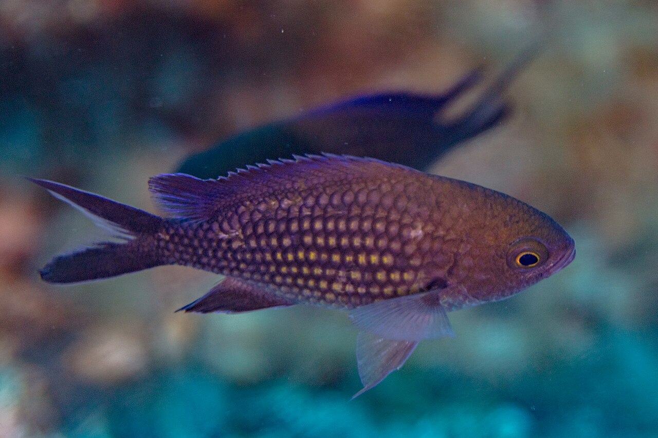 Chromis chromis