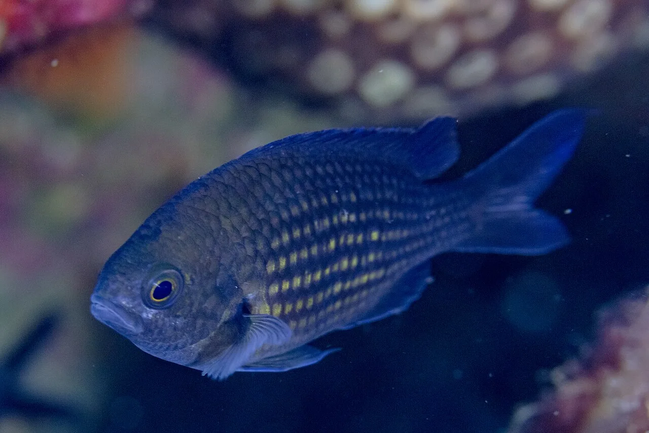 Chromis chromis