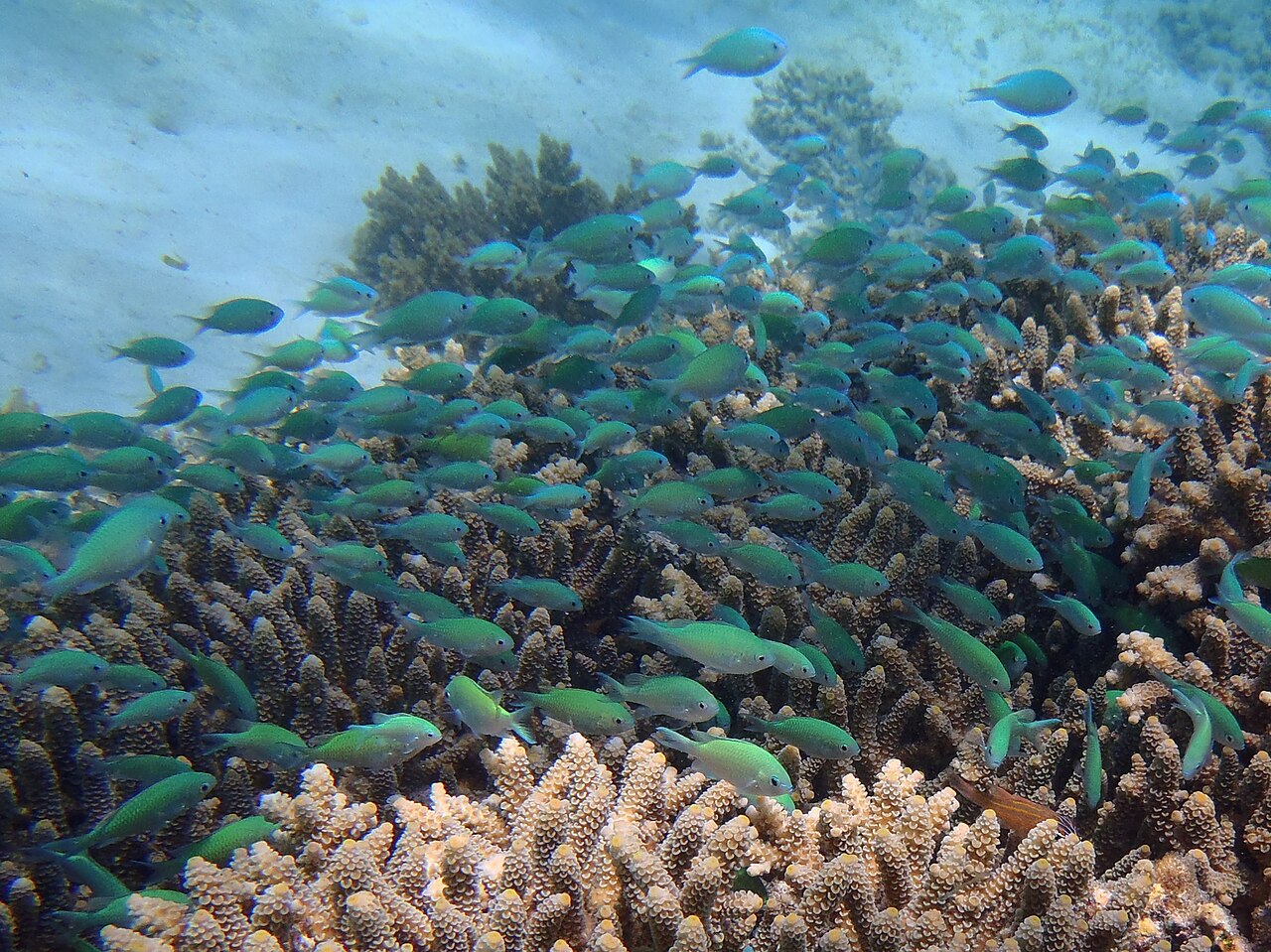 Chromis viridis