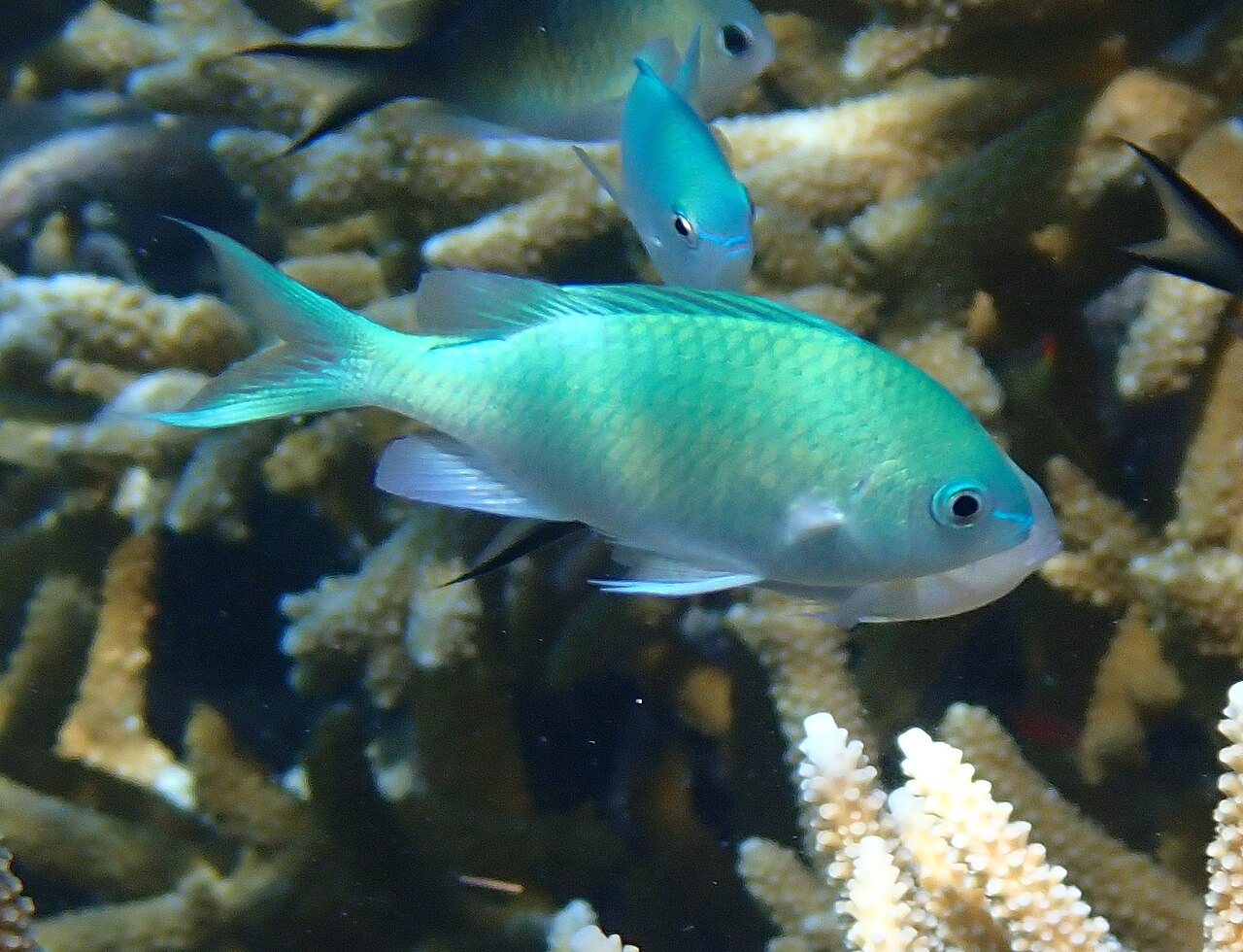 Chromis viridis