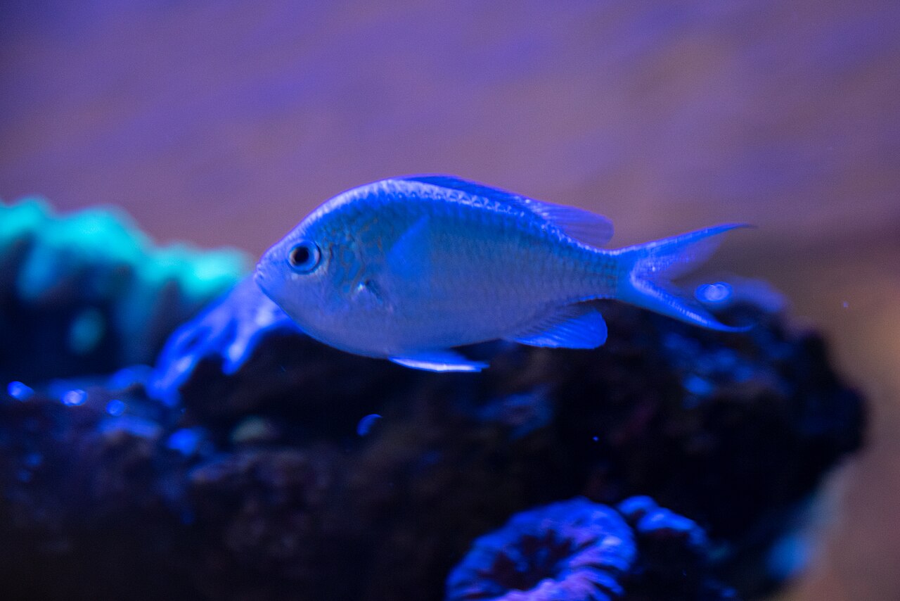 Chromis viridis