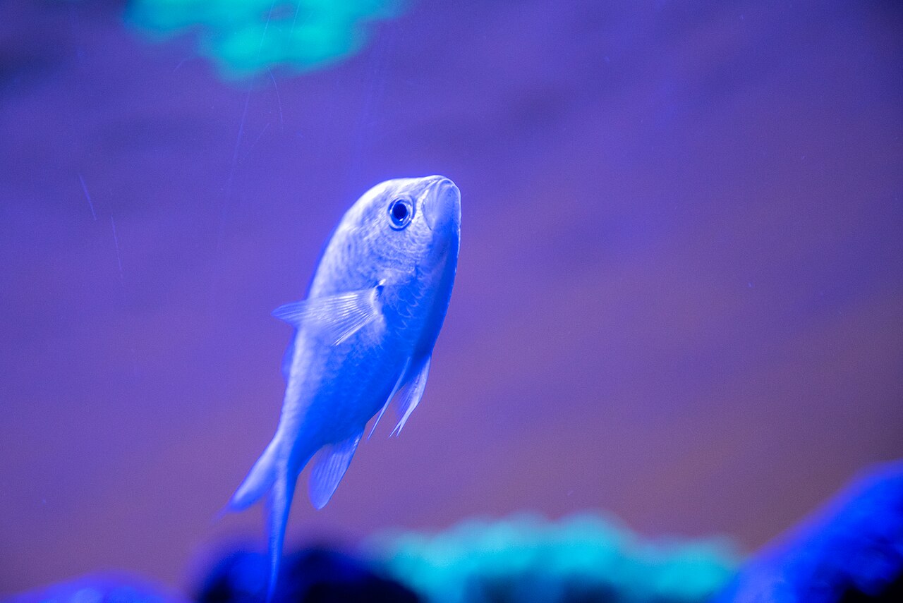 Chromis viridis