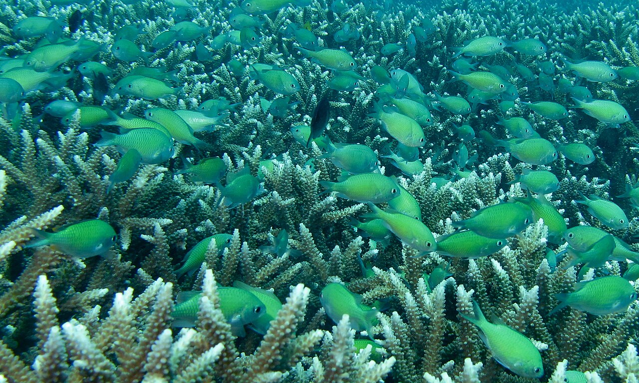 Chromis viridis