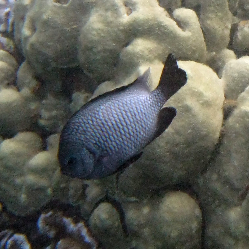 Dascyllus albisella