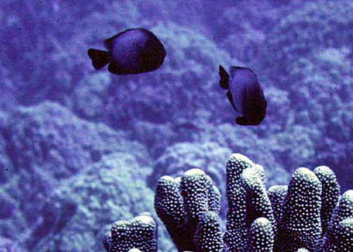 Dascyllus albisella