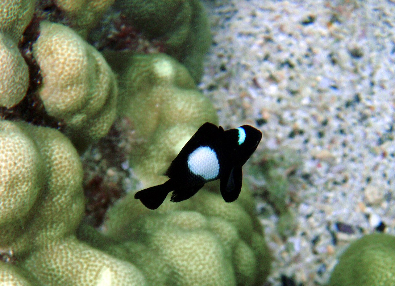 Dascyllus albisella