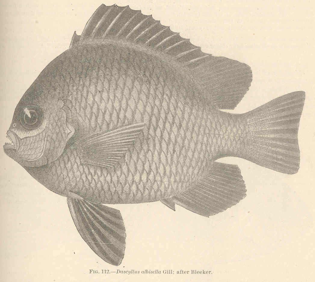 Dascyllus albisella