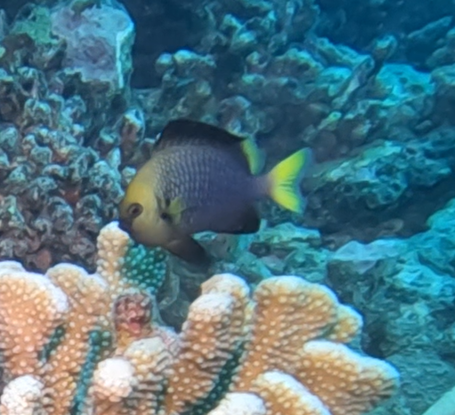 Dascyllus flavicaudus