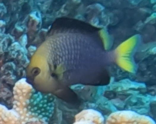 Dascyllus flavicaudus