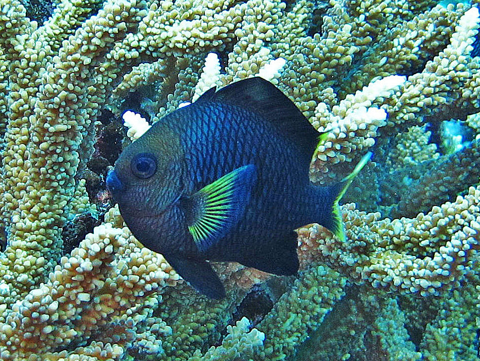 Dascyllus flavicaudus