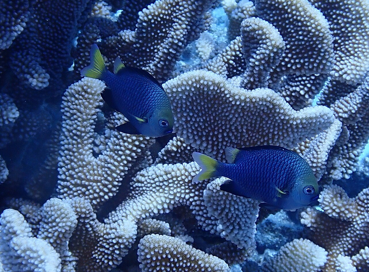 Dascyllus flavicaudus