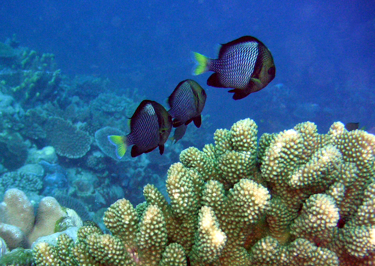 Dascyllus flavicaudus