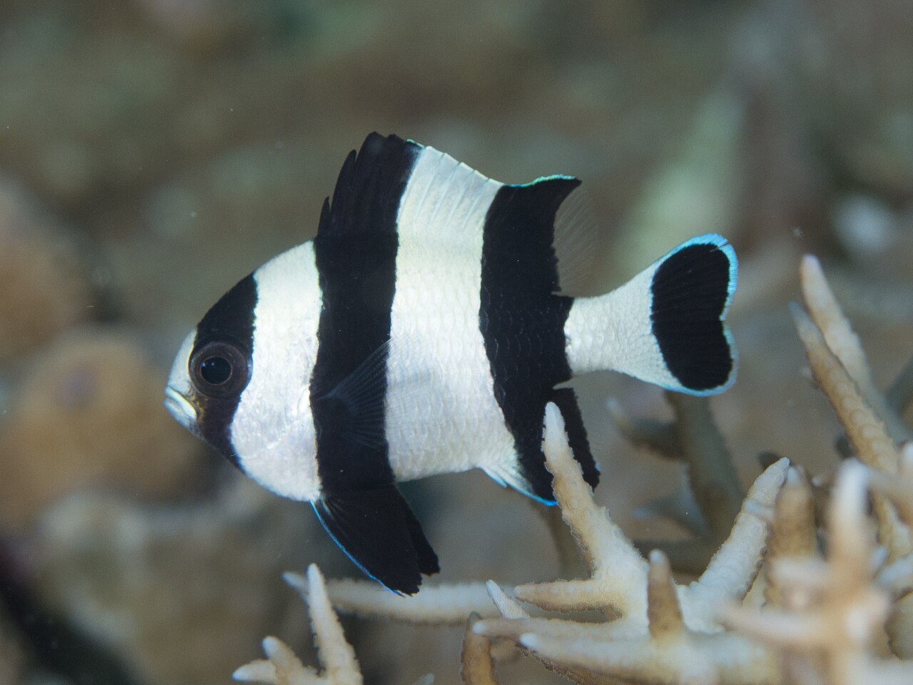 Dascyllus melanurus