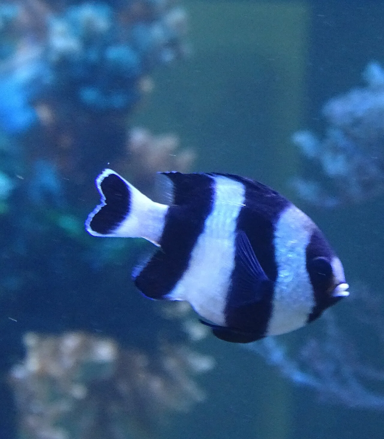 Dascyllus melanurus