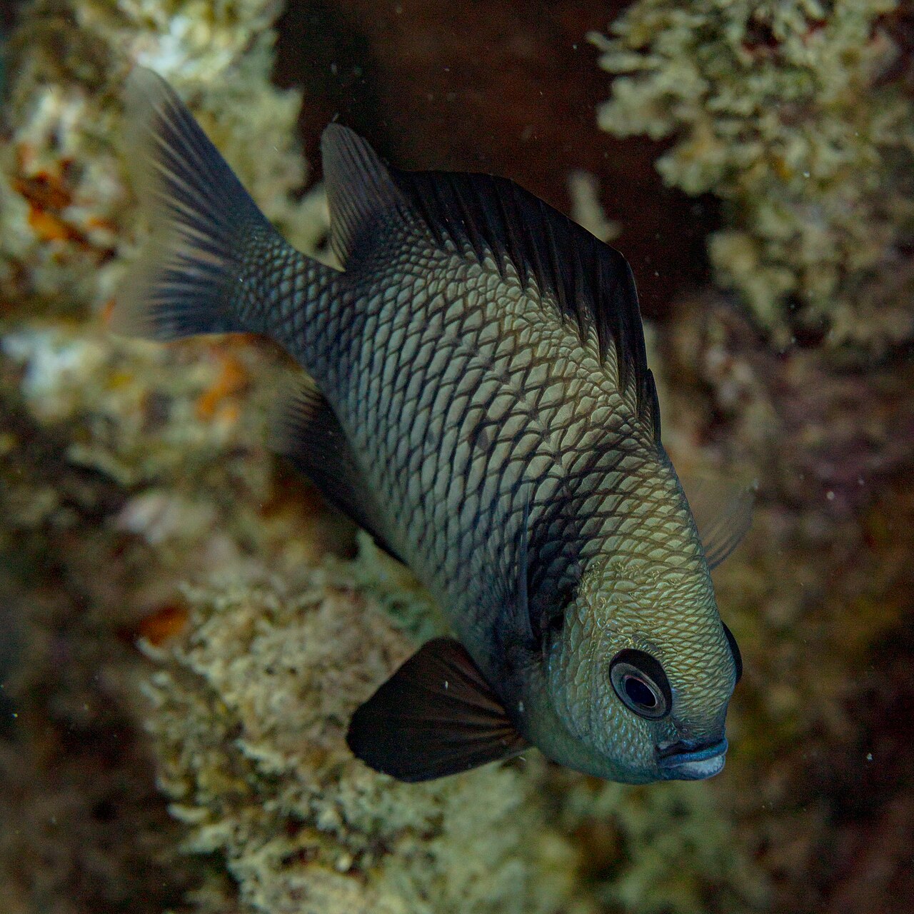 Dascyllus reticulatus
