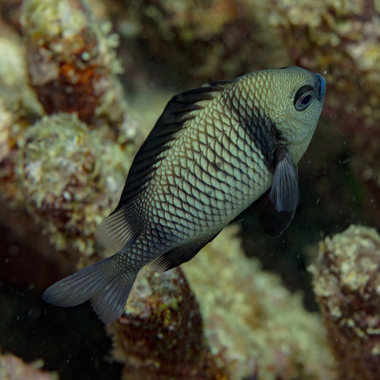 Dascyllus reticulatus