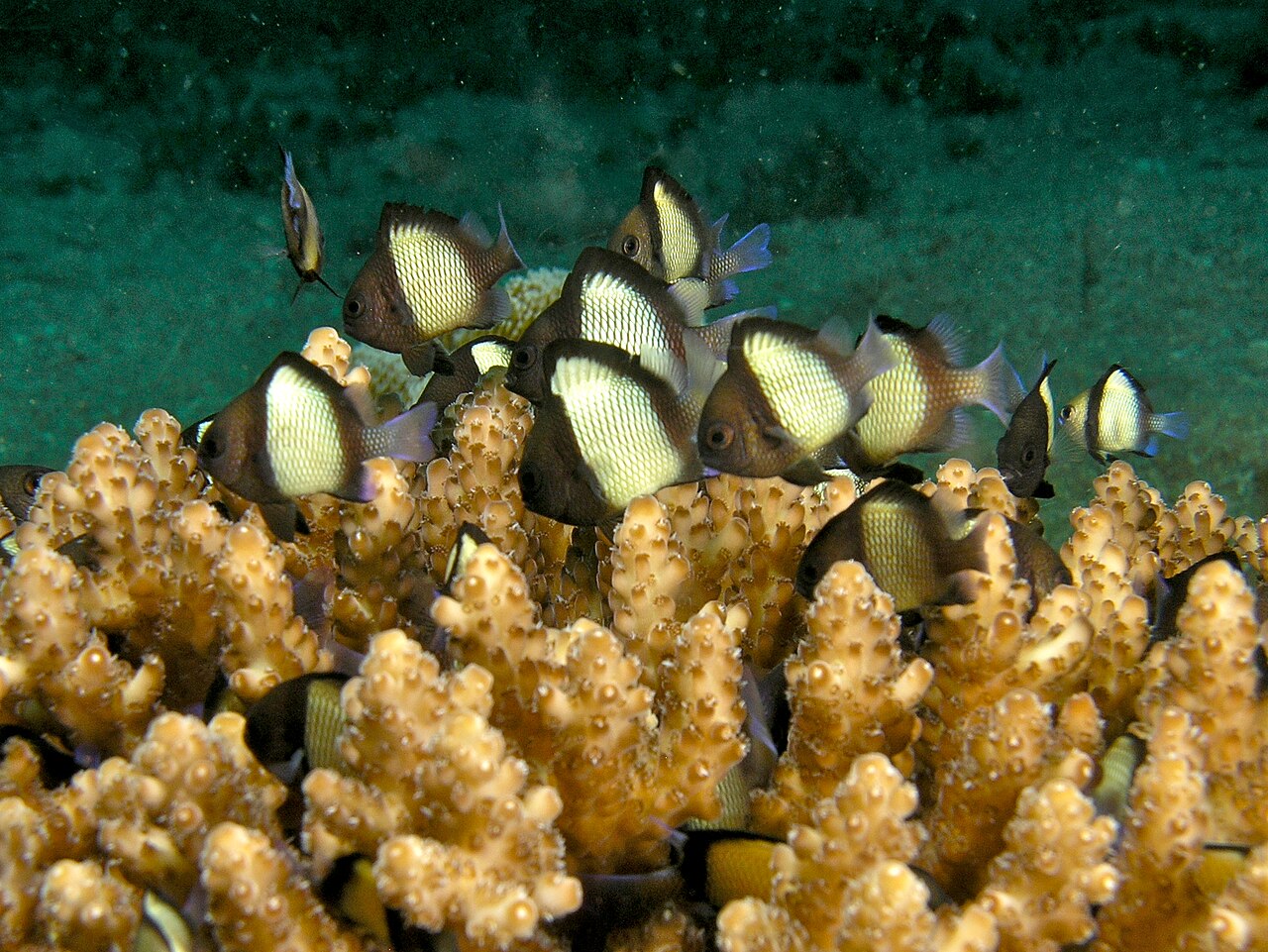 Dascyllus reticulatus