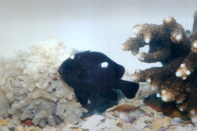 Dascyllus reticulatus