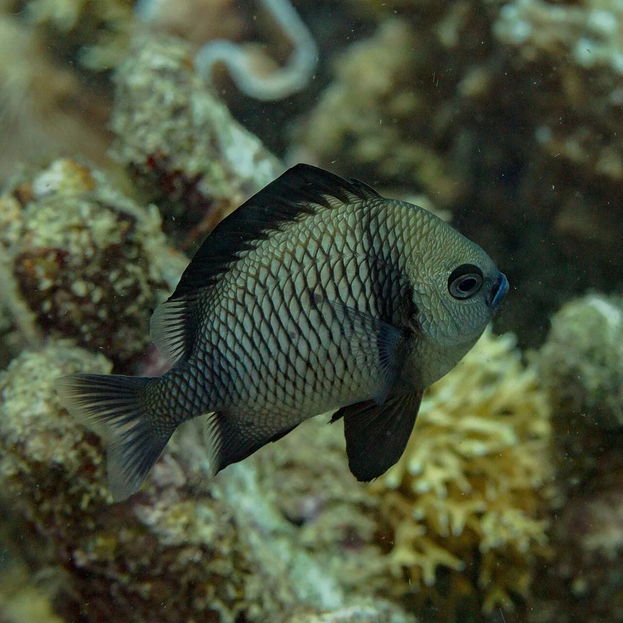 Dascyllus reticulatus