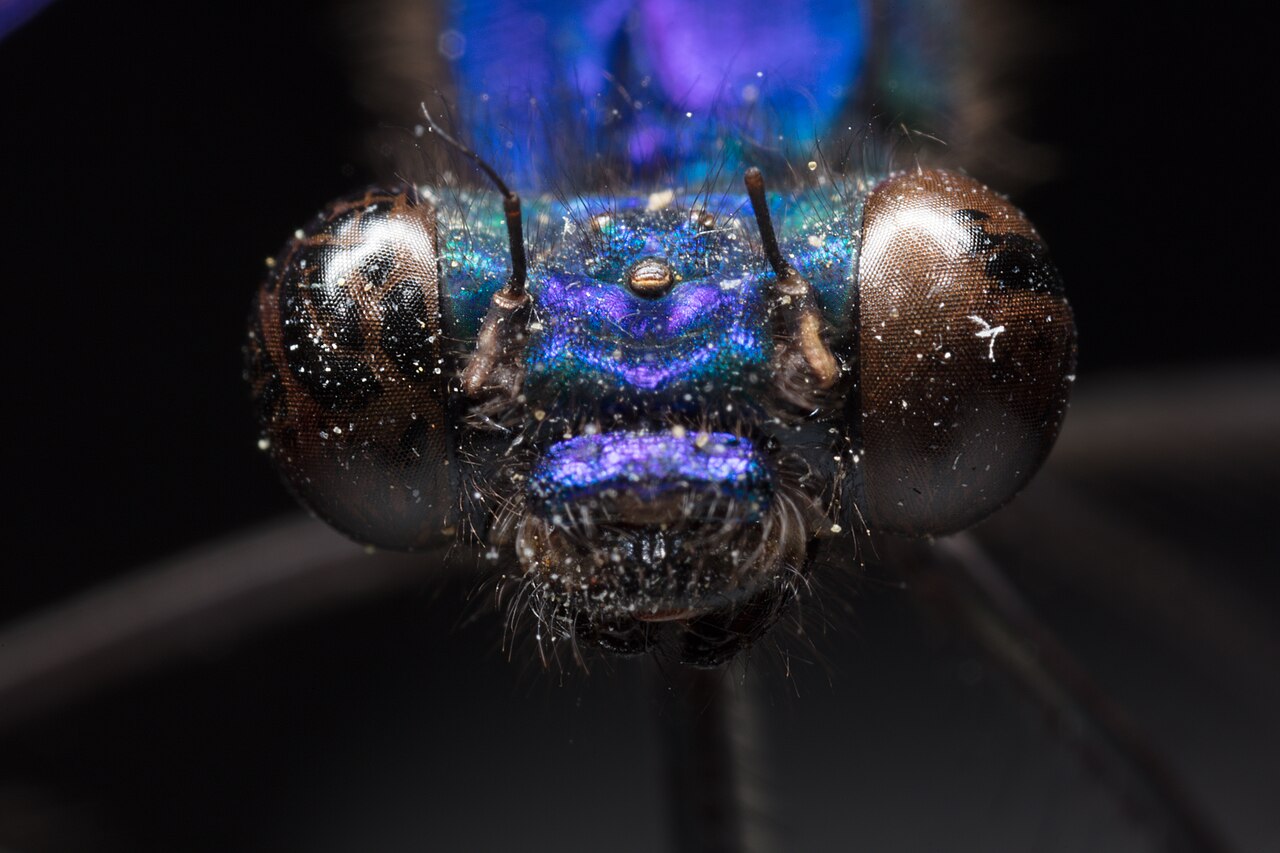New Zealand demoiselle