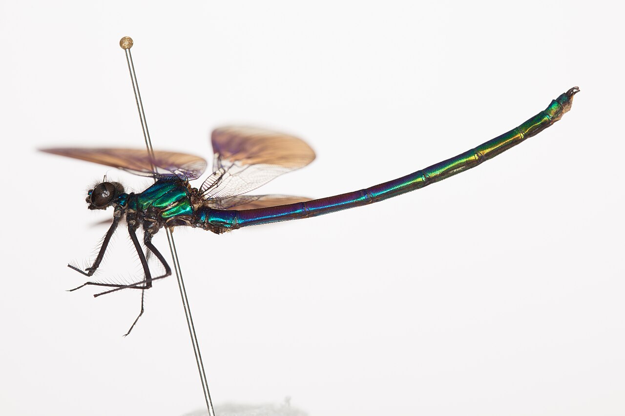 New Zealand demoiselle