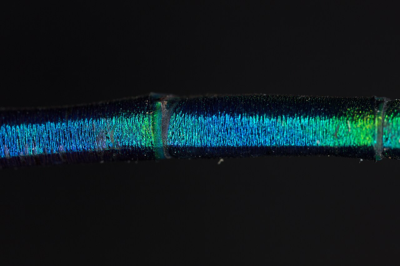 New Zealand demoiselle