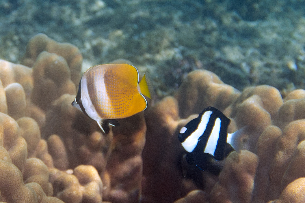 Whitetail dascyllus