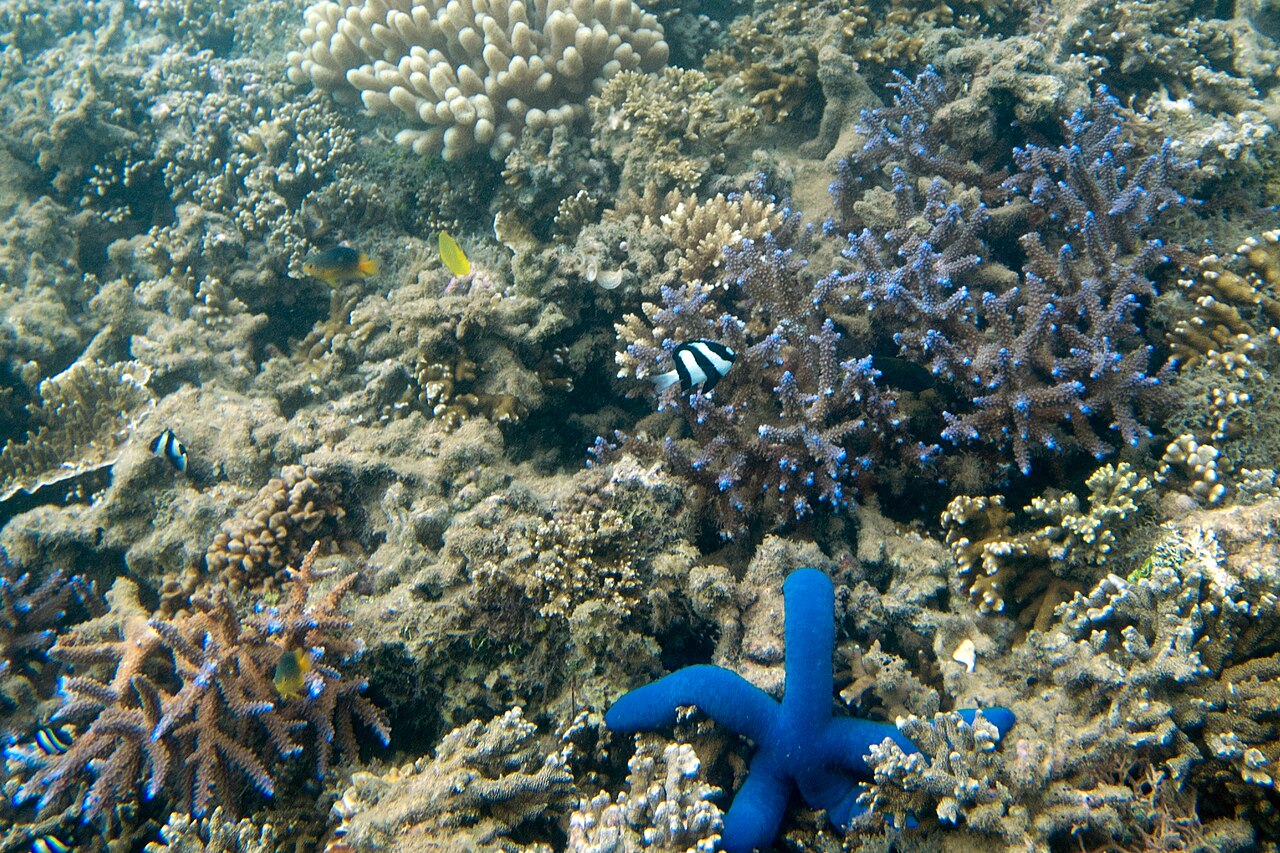 Whitetail dascyllus