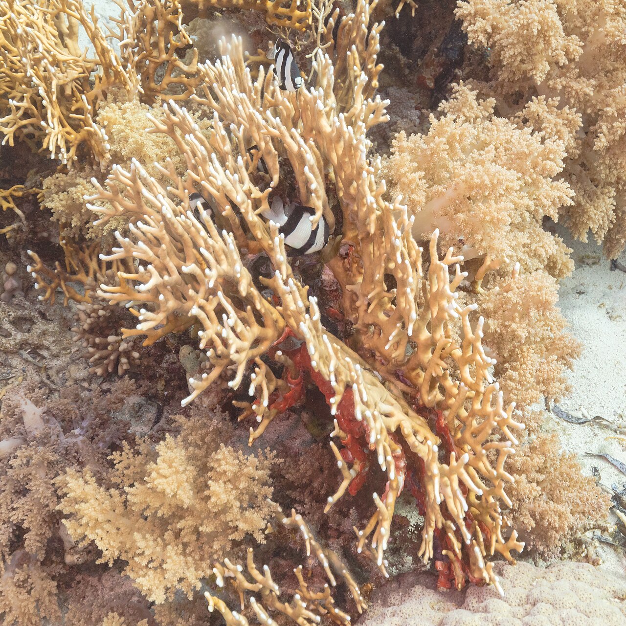 Whitetail dascyllus