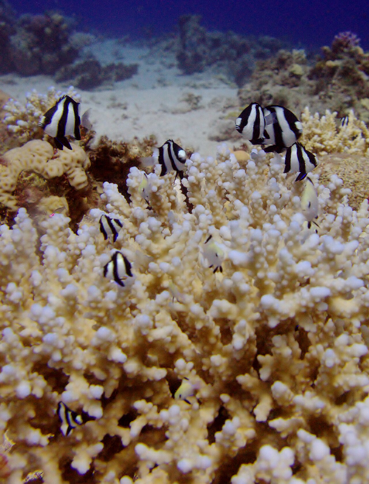 Whitetail dascyllus