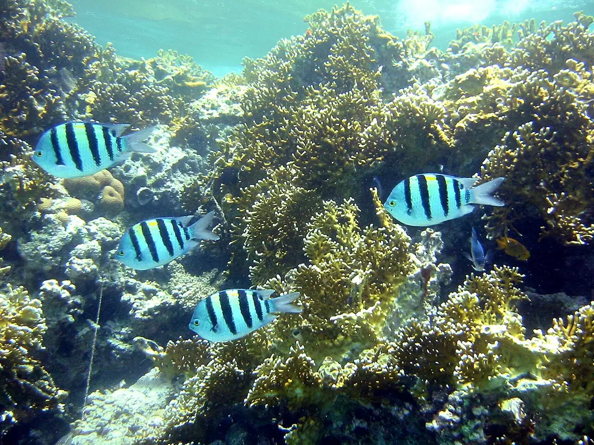 Abudefduf vaigiensis
