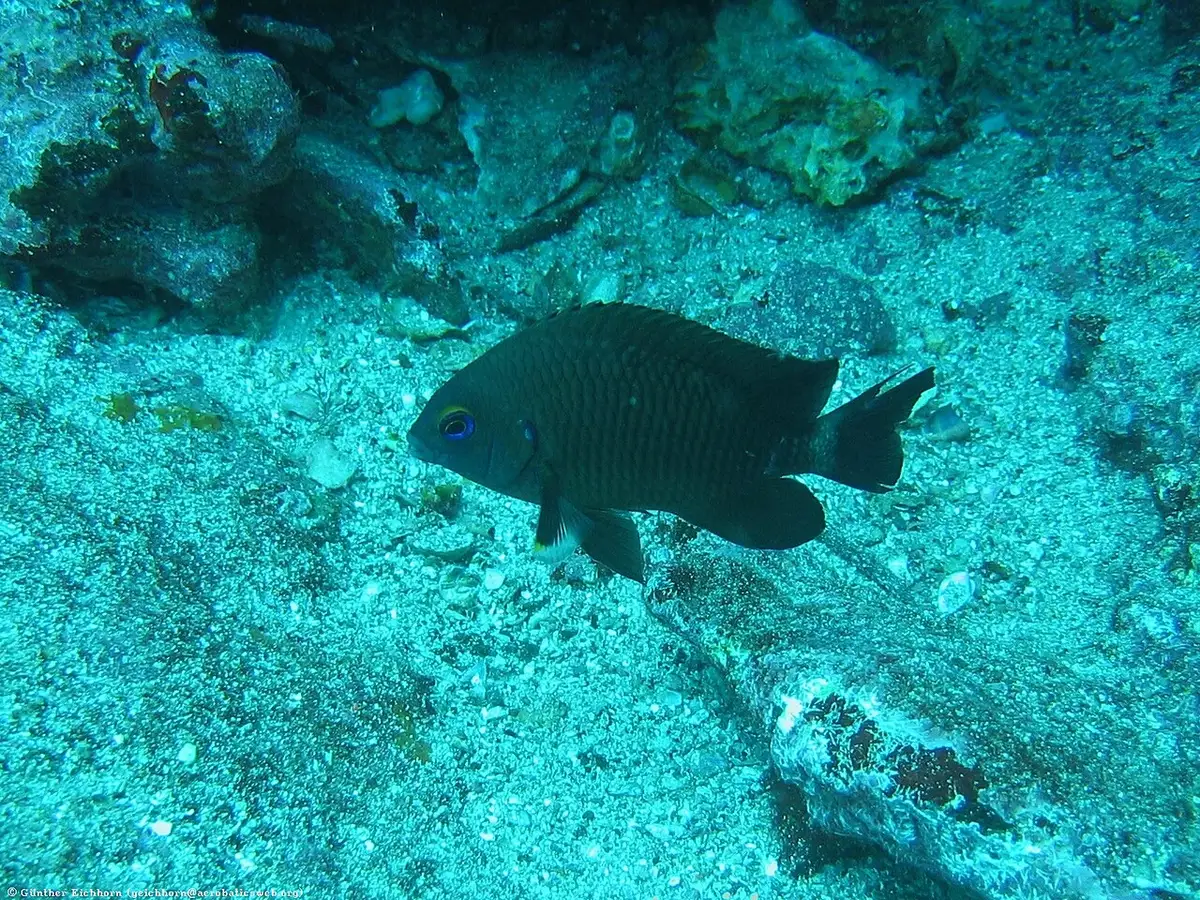 Stegastes beebei