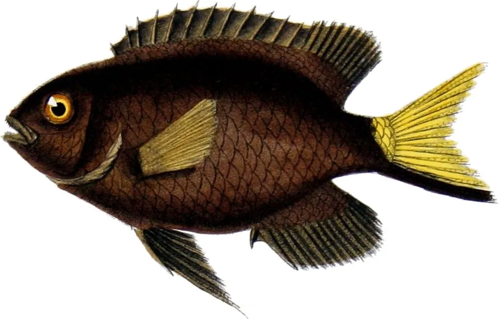 Stegastes pictus