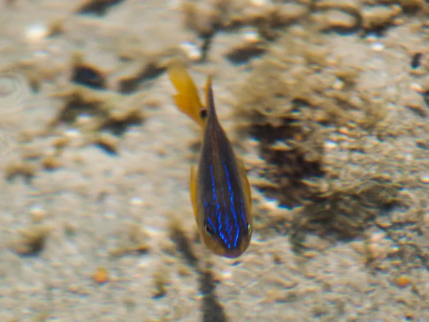 Stegastes variabilis