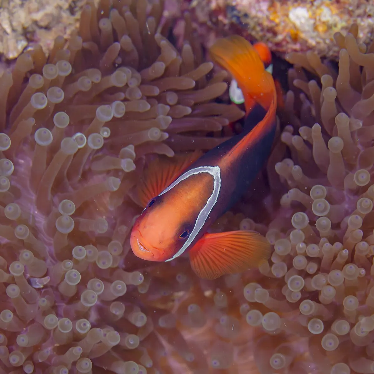 Tomato clownfish