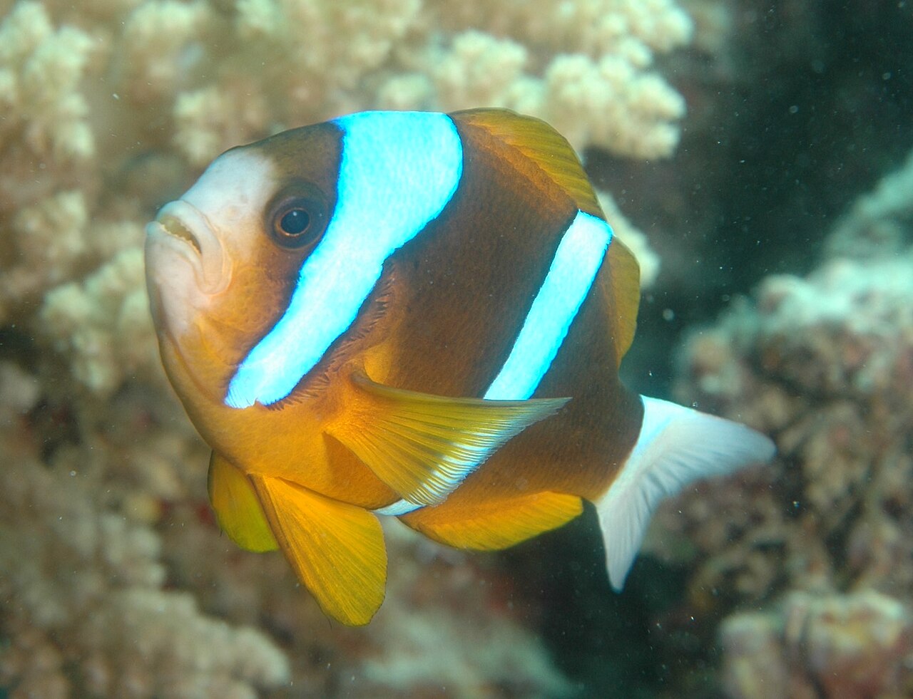 Amphiprion