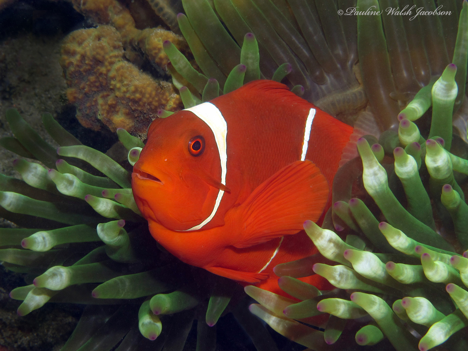 Amphiprion