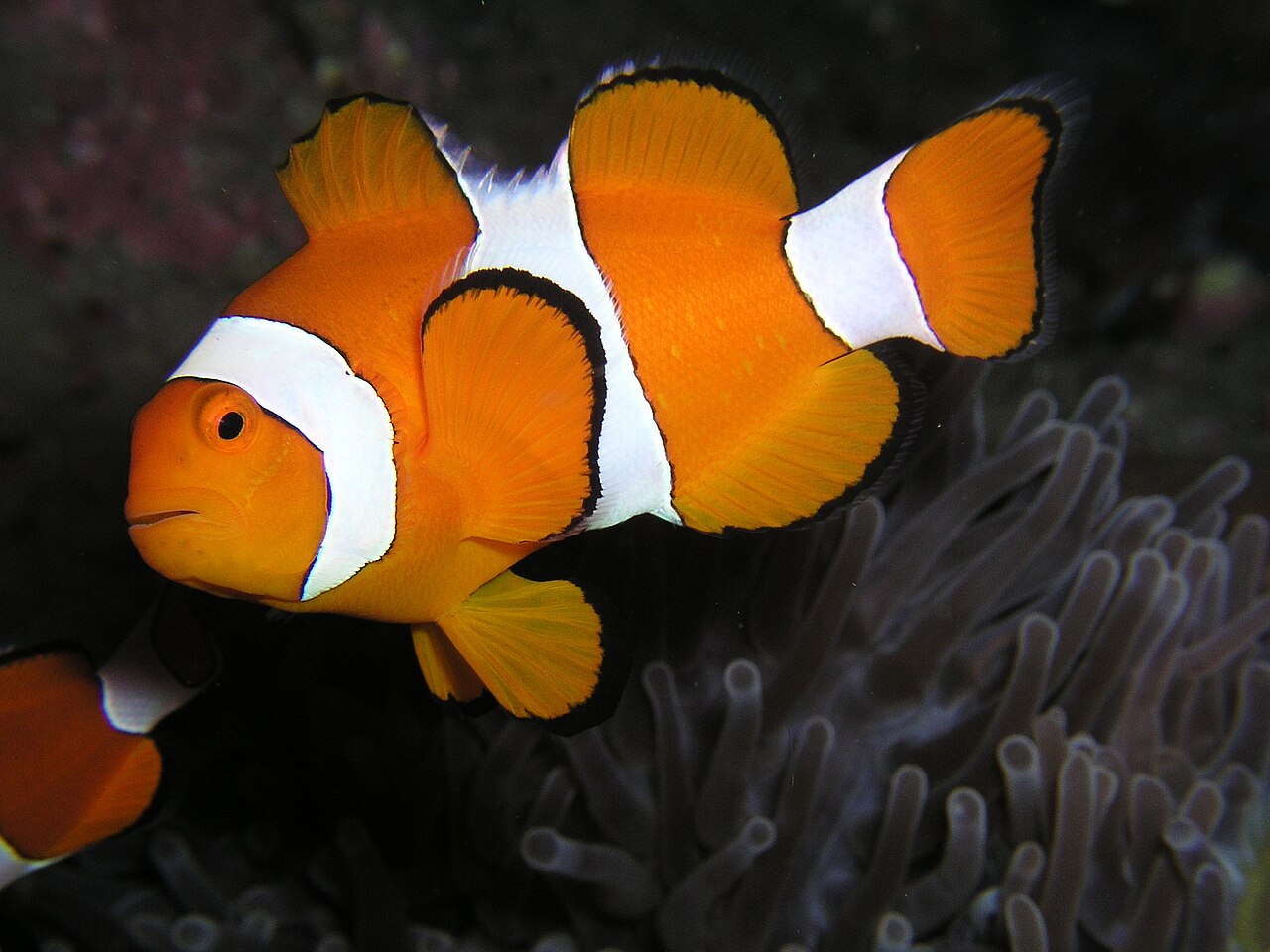 Amphiprion