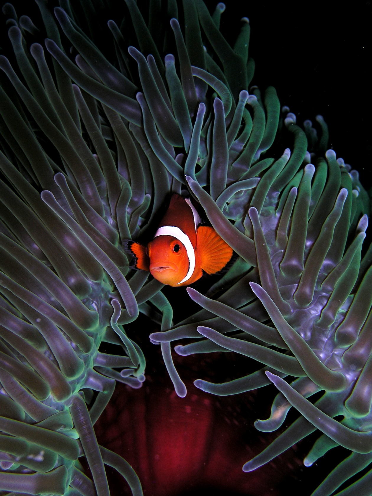 Amphiprion