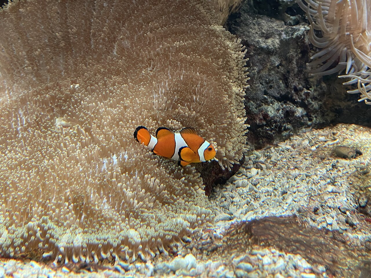 Amphiprion