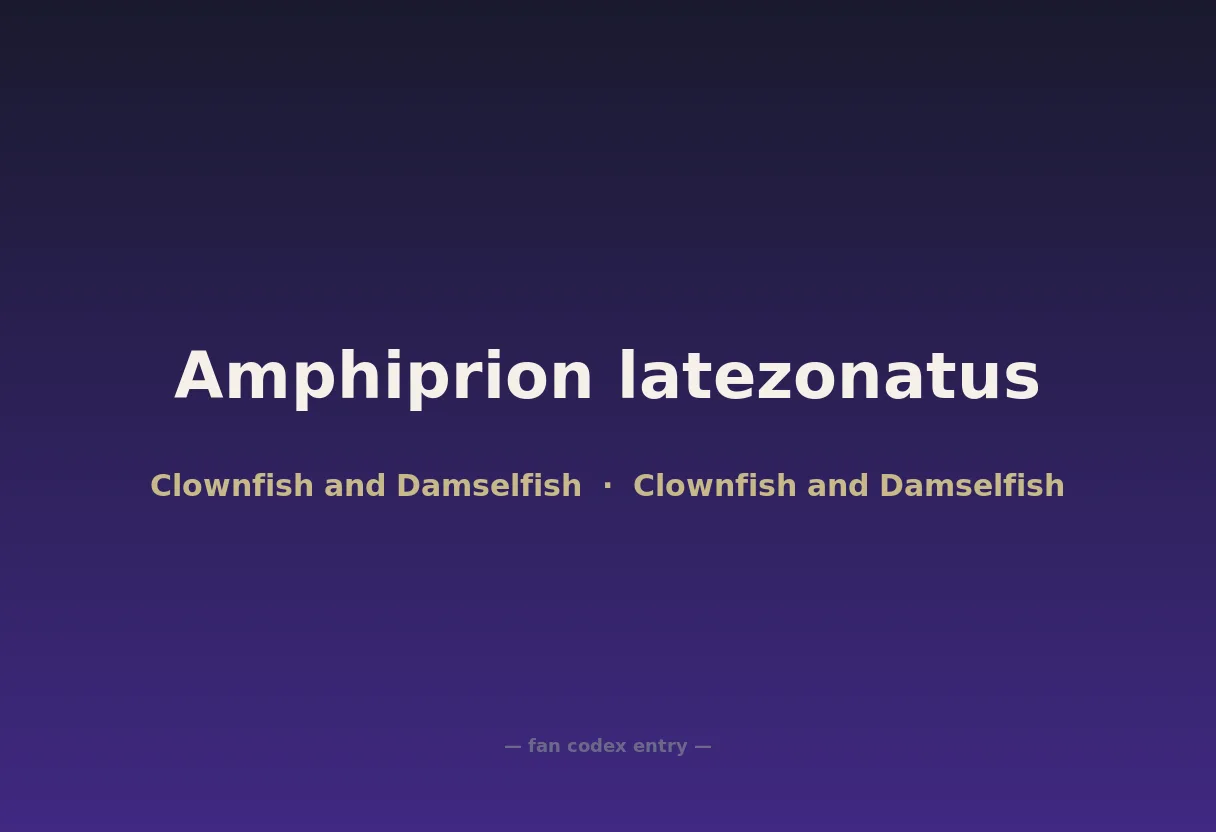 Amphiprion latezonatus
