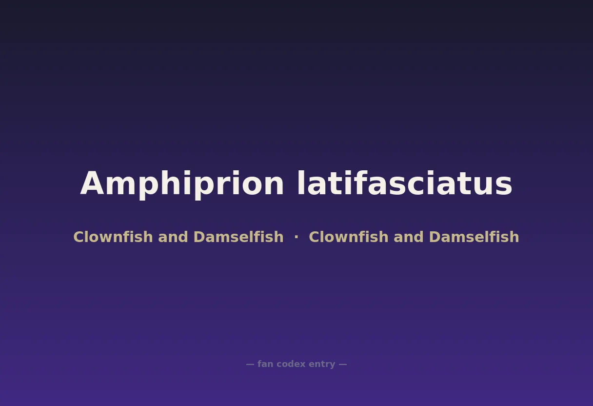 Amphiprion latifasciatus