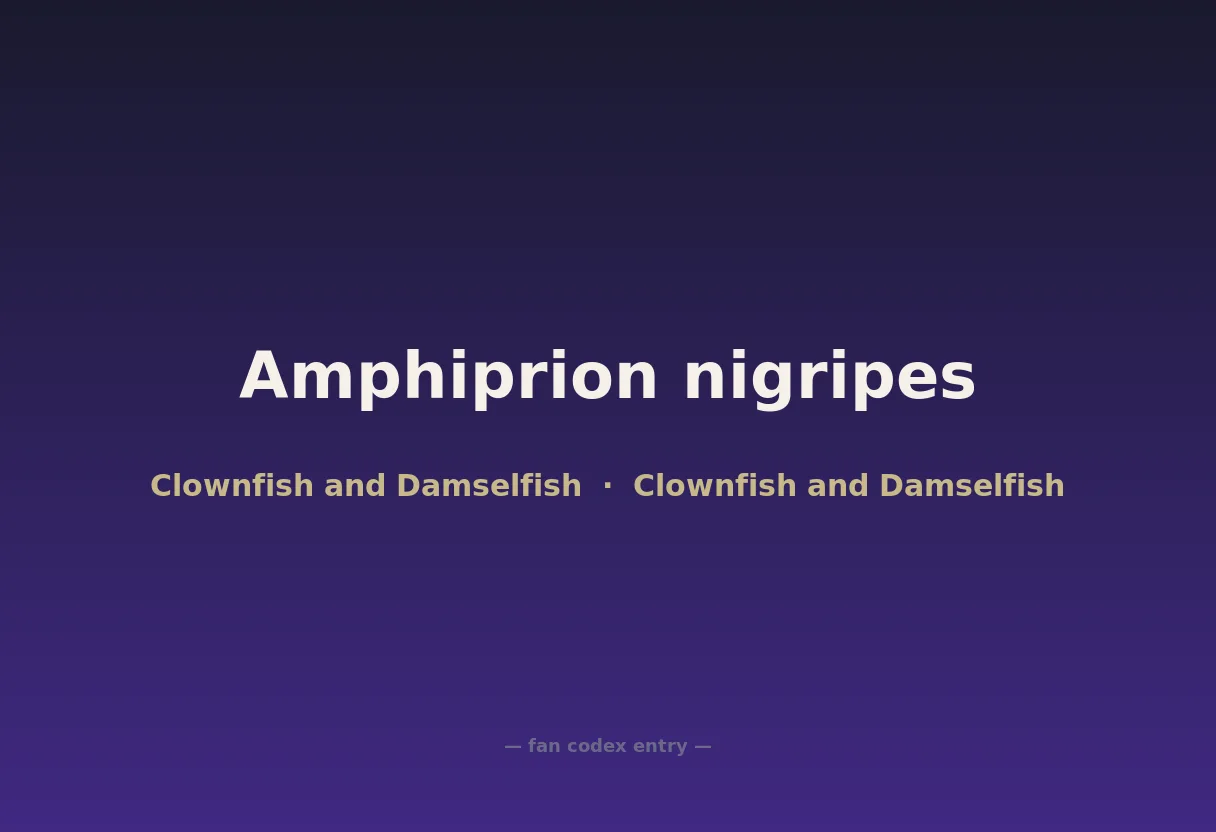 Amphiprion nigripes
