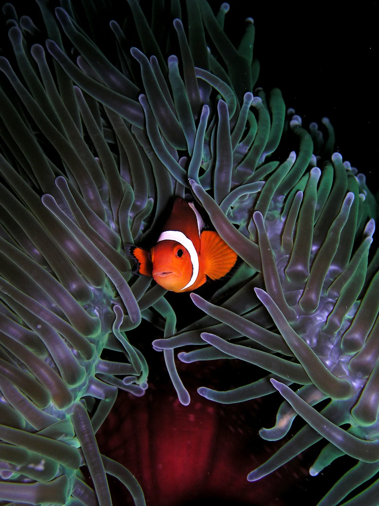 Amphiprion
