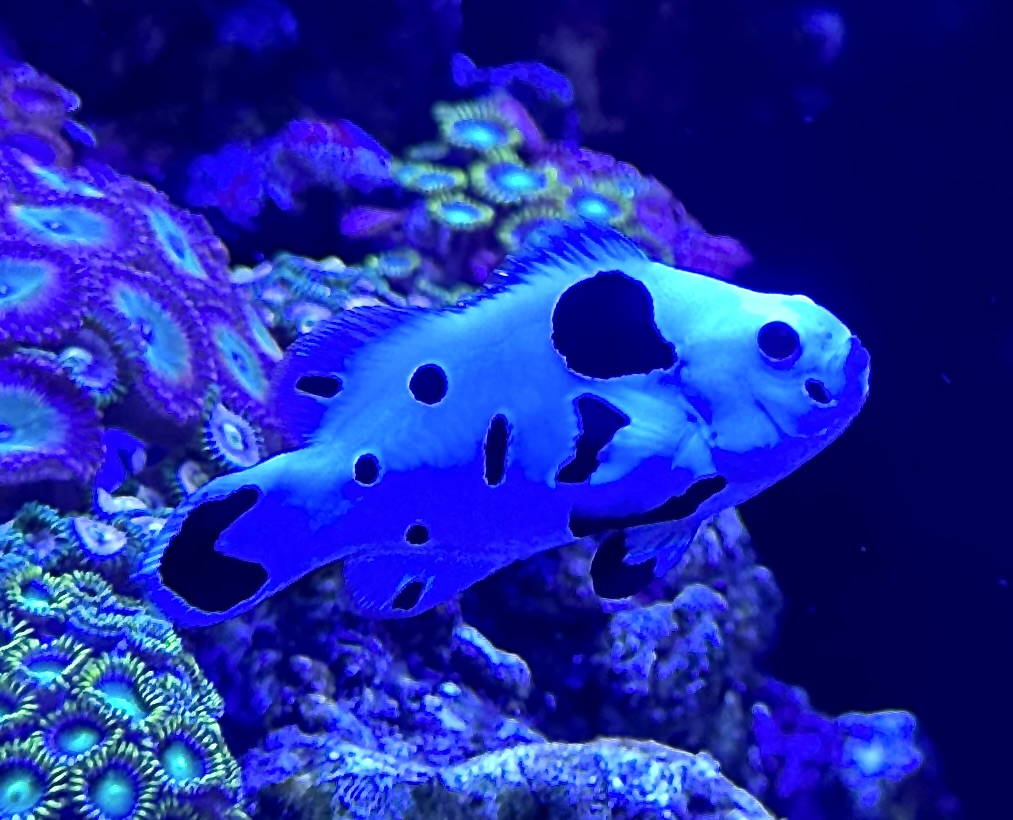 Clownfish