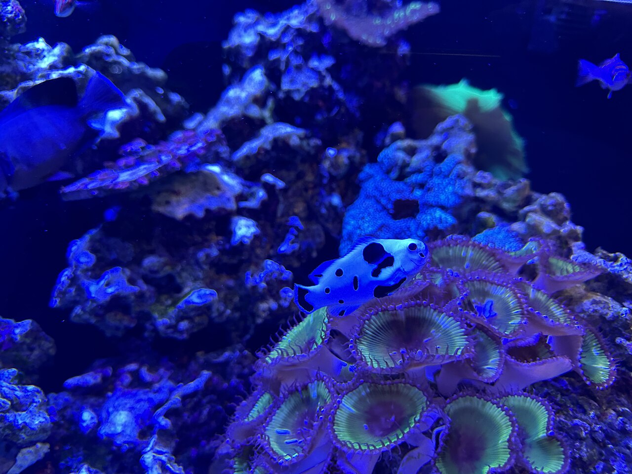 Clownfish